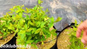 Жимолость. Сорта. Опылители. Belklubnika.by