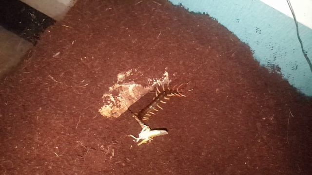 Scolopendra dehanni (VIETNAM GIANT CENTIPEDE) Feeding video смотреть онлайн