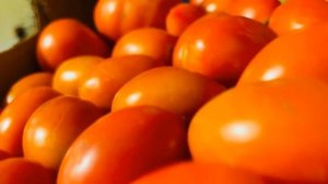 Прямо сейчас обработайте РАСТВОРОМ йода с молоком в воде кусты, чтобы помидоры быстрее покраснели