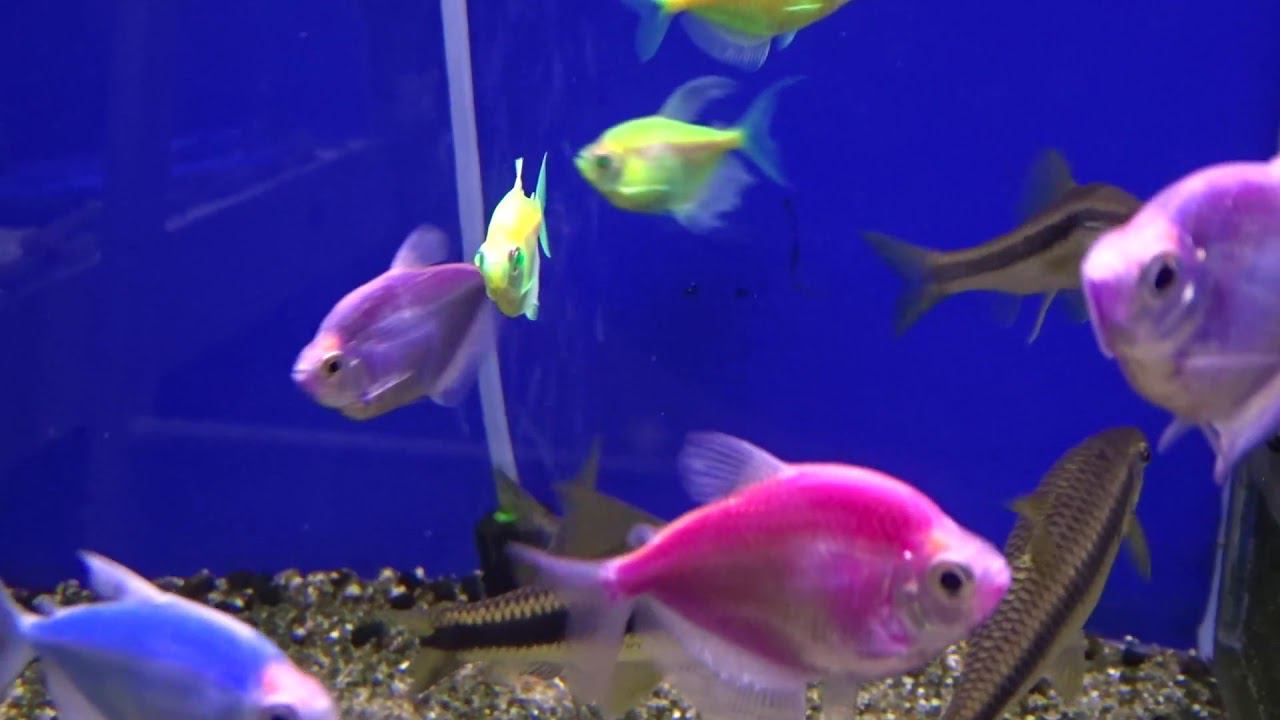 Цветные тернеции смотреть онлайн