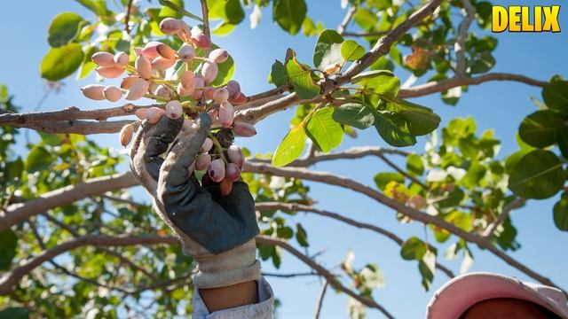 ПОЧЕМУ ФИСТАШКИ ТАКИЕ ДОРОГИЕ, ЧТО ТАКОЕ ФИСТАШКА, КАК ИХ ВЫРАЩИВАЮТ И ОБРАБАТЫВАЮТ, ФИСТАШКИ смотреть онлайн