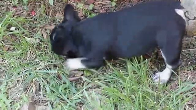 Rare French Bulldog Puppy Black & Tan