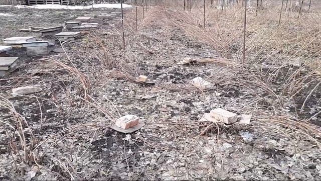 Поднятие побегов малины после зимы смотреть онлайн