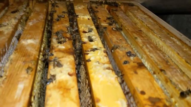 Как зимуют слабые семьи в подвале. смотреть онлайн