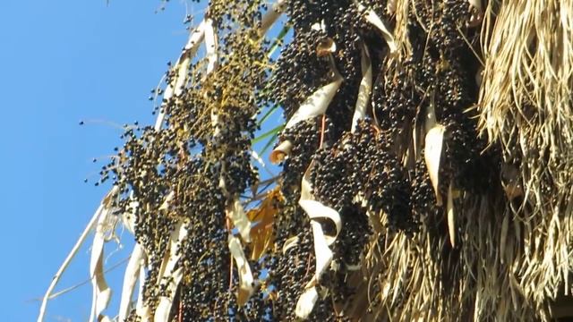 Вашингтонские Пальмы с плодами!Кирьят-Ям.Израиль. смотреть онлайн