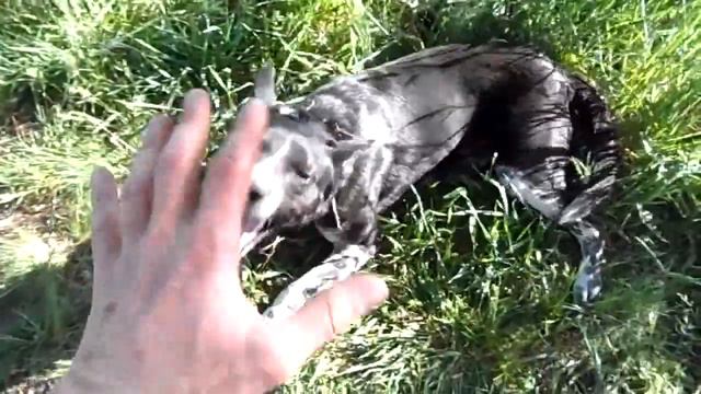 Играю с псом Амуром. Как играть с собакой? How to play with the dog? смотреть онлайн