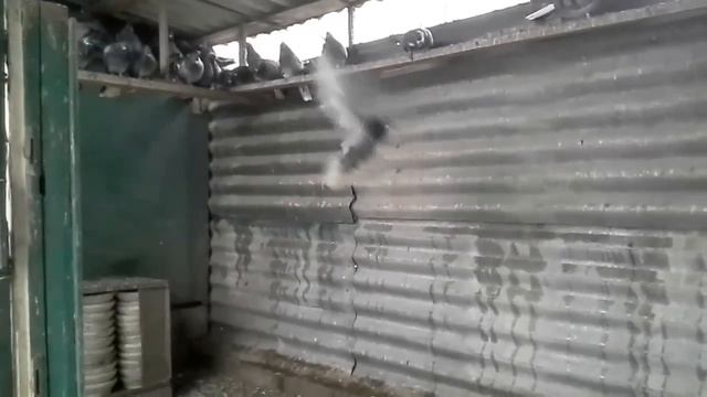 Сизые белохвостые Николаевские смотреть онлайн