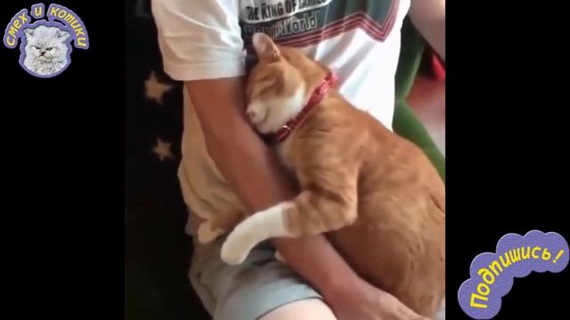 Кот Обнимает Хозяина - МИЛОТА !!! смотреть онлайн