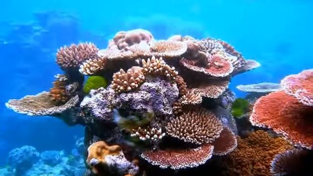 Ныряя с головой Майский Жук смотреть онлайн