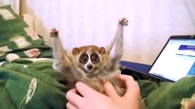 Приколы с животными. Лори. Чудо животные с большими глазами. смотреть онлайн