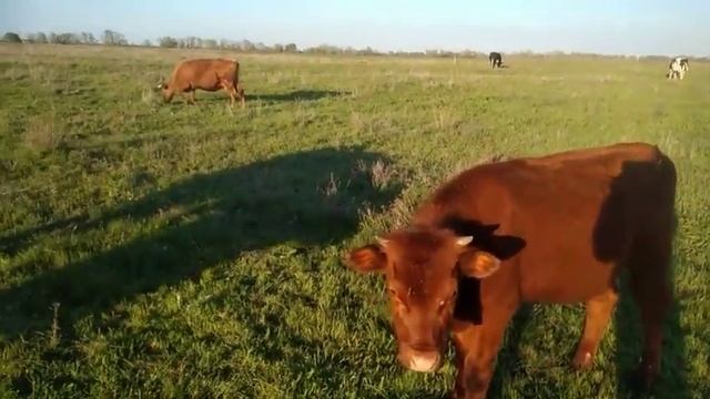 ЦВЕТНЫЕ ЯЙЦА КАКИЕ БУДУТ КУРЫ. ПОДАРКИ ОТ ПОДПИЩИКОВ. КОРОВЫ НА ПОЛЕ. ИНКУБИРУЮ 29 квітня 2021 р. смотреть онлайн