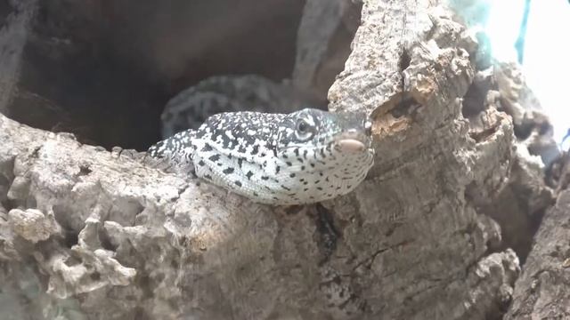 Facts about Varanus timorensis - Do you know that? смотреть онлайн