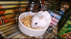 Корм для хомяка!? Уход за джунгарским хомяком!❤️ Корм ВАКА 4/5! Опасные ингредиенты!?  #хомяк #корм