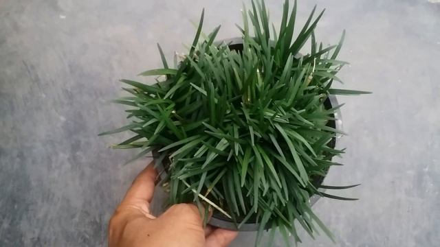Monkey Grass : Dwarf Mondo Grass Care | Save Dwarf Lilyturf Plant | Part - 1 | Gardening Dash смотреть онлайн
