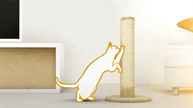 Как снять стресс у кошки – совет №1 от Hill's смотреть онлайн