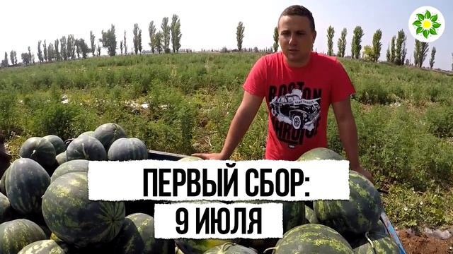 ? Бонта F1 семена арбуза (Seminis / Семинис)
