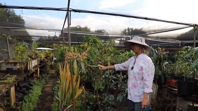 When Potted Mango Trees Flower...