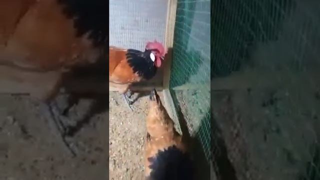 Vorwerk Chikens Форверк товуклар 1+1 #куры #товук #chicken #tovuqlar #vorwerk #ворверк