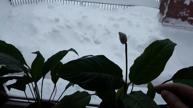 Опасность для растений миновала За сутки трехмесячная норма снега смотреть онлайн