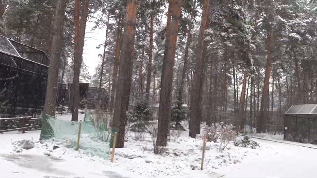 Новосибирский зоопарк в 9 часов утра. 03.04.2022 смотреть онлайн