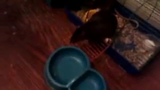 Крыса хозяйка :DDD Боня смотреть онлайн