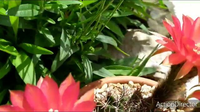 Лобивия- Эхинопсис Цветет!!?️Lobivia- Echinopsis Hybrid Blooming ?️#lobivia #echinopsis