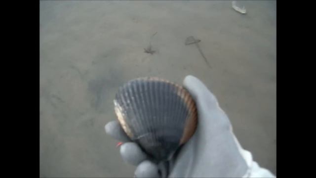 Clamming Netarts Bay, Oregon смотреть онлайн