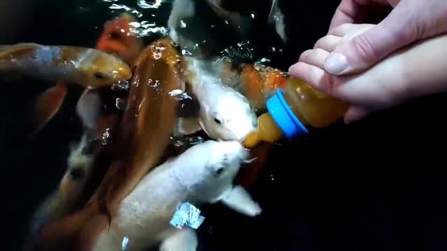 Рыбы сосут соску...