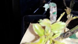 ✔Розы./Как легко снять воск с покупных роз!/Как сохранить до высадки./02.04.2018 г.