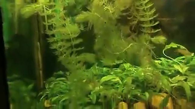 Аквариумные рыбки – Смотреть видео онлайн в Моем Мире 6 смотреть онлайн