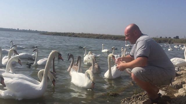 Лебеди Евпатории