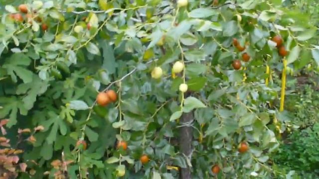 ЗИЗИФУС в Мариуполе. октябрь 2021.!!! смотреть онлайн