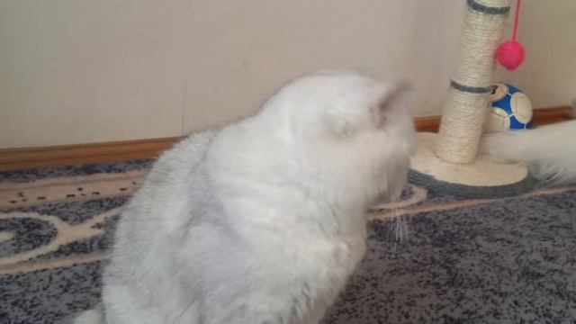 Кот серебристая шиншилла смотреть онлайн