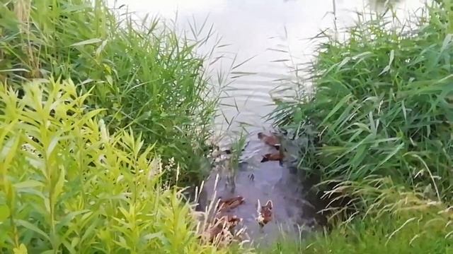Поднялся ветер. Бьют колокола. Утки тикают. Wiatr Wzniósł Się I Zdmuchnął Wszystkich. 風越來越大. Wind