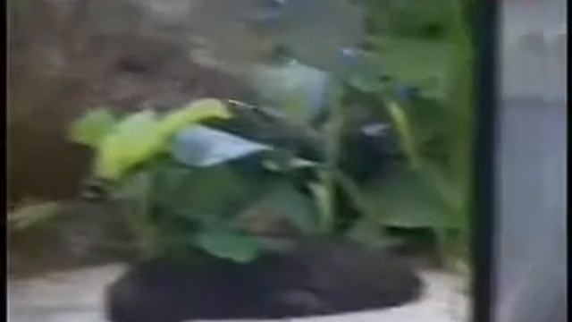 Аквариум для чайников Сергей Торгашёв смотреть онлайн