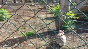 Обзор конно-спортивной школы "Тулпар" (зооуголок) и парка "Прибрежный" г. Набережные Челны