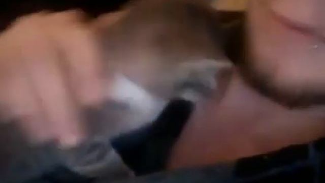 Вот,что будет если зевнуть перед котом! смотреть онлайн