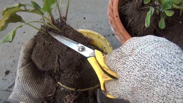 Effective TRICKS to Get MORE Flowers on Gerbera! смотреть онлайн