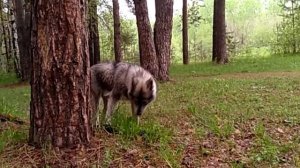 Хагрид 9 месяцев. Хаски агути. РКФ