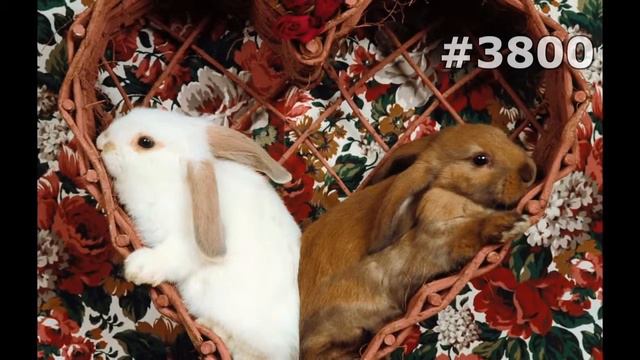 #3800. Животные (В мире животных) смотреть онлайн