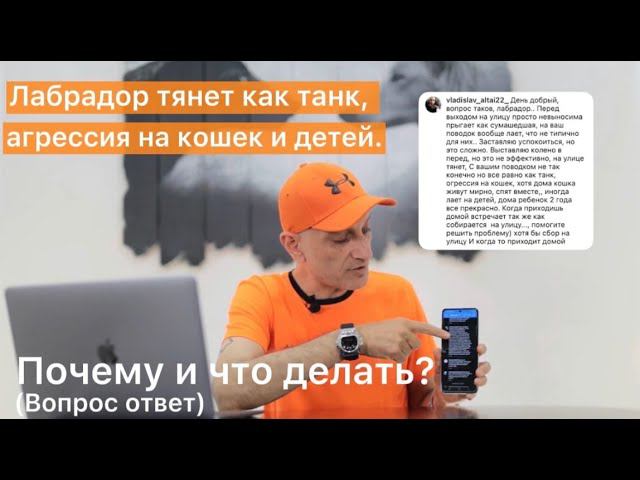 Лабрадор тянет как танк,агрессия на кошек и детей.Почему и что делать? (Вопрос-ответ) смотреть онлайн