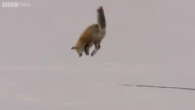 Как лисы ловят мышей