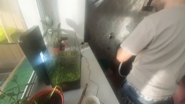 Как правильно сифонить аквариум,улитки Ампулярии.