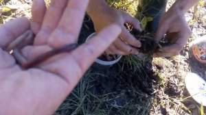 Ловля сома на перемёт