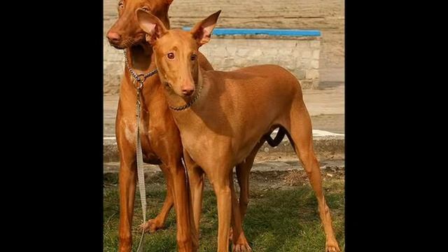 как кормить собаку сухим кормом смотреть онлайн