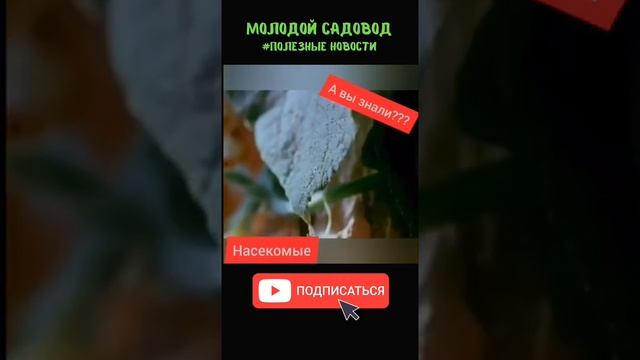 Полезные насекомые для нашего сада #Shorts смотреть онлайн