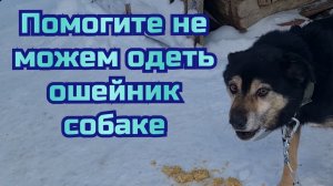 Помогите не можем одеть ошейник собаке