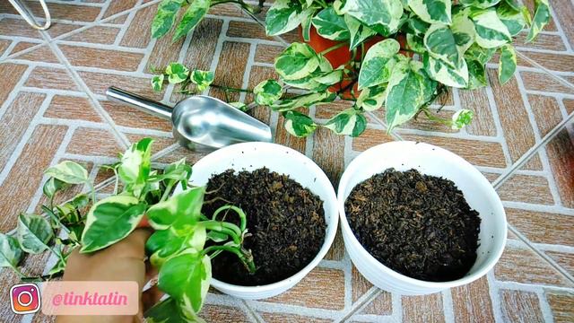 TANAMAN GANTUNG SIRIH NJOY | EPIPREMNUM NJOY смотреть онлайн