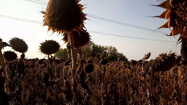 Уборка 2020 подсолнух пионер 99 смотреть онлайн