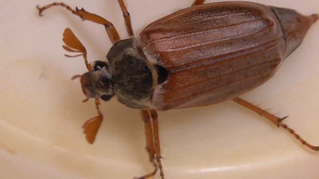 Видео про майского жука, майский жук смотреть онлайн